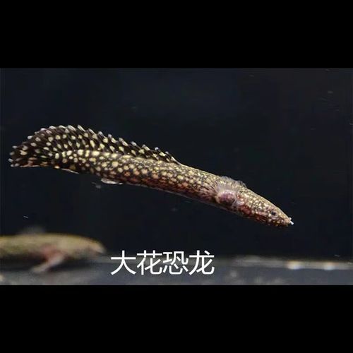 恐龍魚有幾種品種圖片及名稱