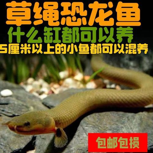 恐龍魚有幾種品種圖片及名稱