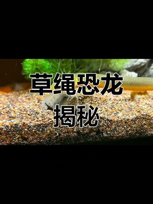 恐龍魚有幾種品種圖片及名稱