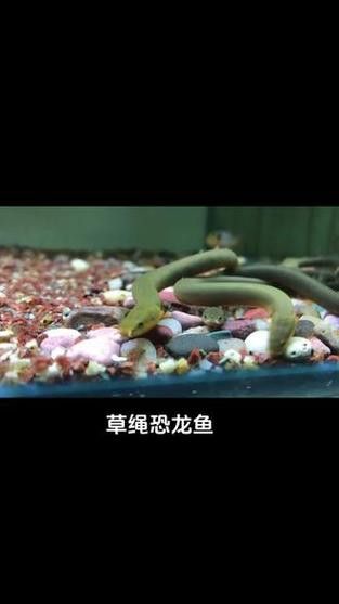 恐龍魚有幾種品種圖片及名稱