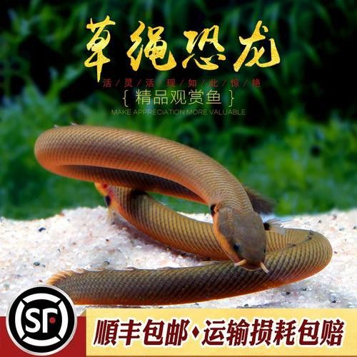 恐龍魚有幾種品種圖片及名稱