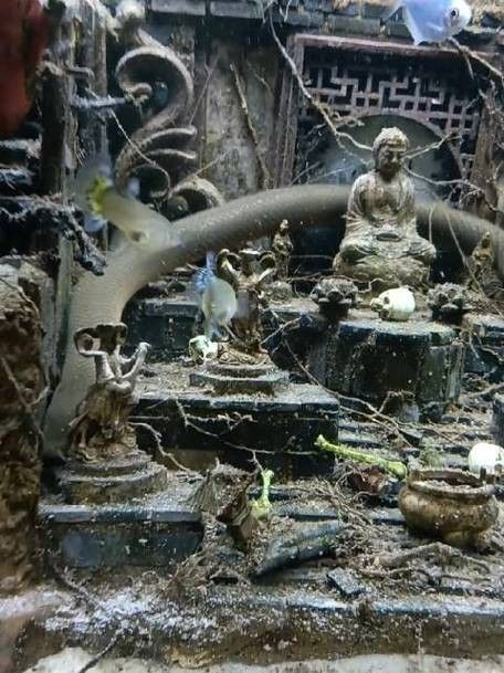 恐龍魚有幾種品種圖片及名稱