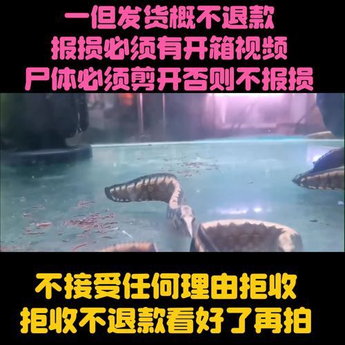 恐龍魚有幾種品種圖片及名稱