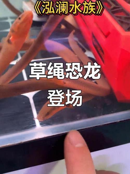 恐龍魚有幾種品種圖片及名稱