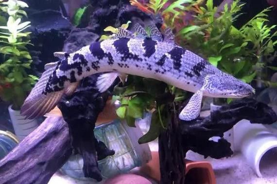 恐龍魚有幾種品種圖片及名稱