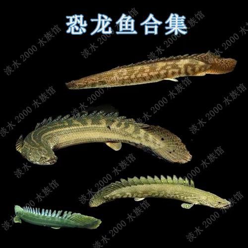 恐龍魚有幾種品種圖片及名稱