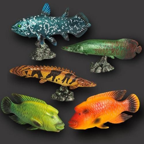 恐龍魚有幾種品種圖片及名稱