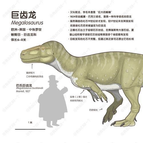 恐龍魚有幾種品種圖片及名稱