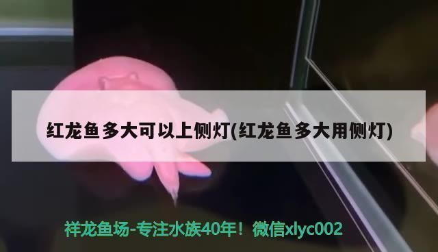 紅龍魚多大上側燈最好（紅龍魚上側燈的最佳時機）