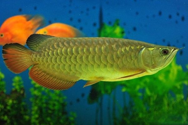 高背金龍魚的最佳繁殖條件是什么？