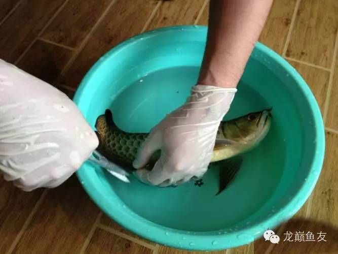訓練龍魚膽大需要綜合考慮食物、環境和情感和情感三個方面：如何訓練龍魚膽大