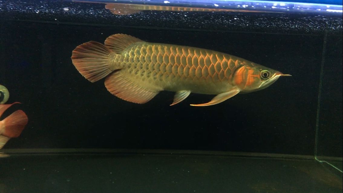 有野生龍魚嗎視頻：野生龍魚與養(yǎng)殖龍魚的區(qū)別