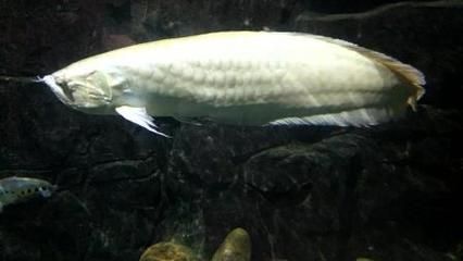 有野生龍魚嗎視頻：野生龍魚與養(yǎng)殖龍魚的區(qū)別