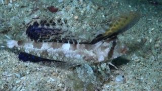 有野生龍魚嗎視頻：野生龍魚與養(yǎng)殖龍魚的區(qū)別
