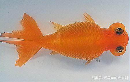 如何早期發現魚炸鱗病？
