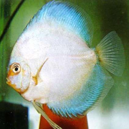 馬來七彩漁場