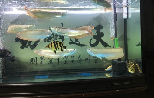 銀龍魚幾萬塊一條