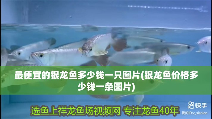銀龍魚幾萬塊一條