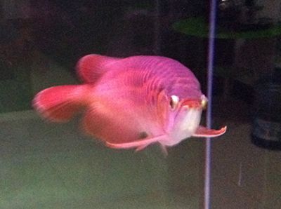 金龍魚和七彩魚混養：金龍魚和七彩魚可以混養嗎 金龍魚和七彩魚混養：金龍魚和七彩魚可以混養嗎 龍魚百科 第3張