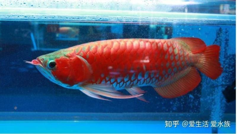 如何判斷過背金龍是否需要補充營養？