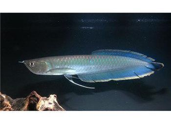 龍魚喜歡陽光嗎：龍魚喜歡適量的陽光，但不喜歡過度的光照，光照對龍魚的影響