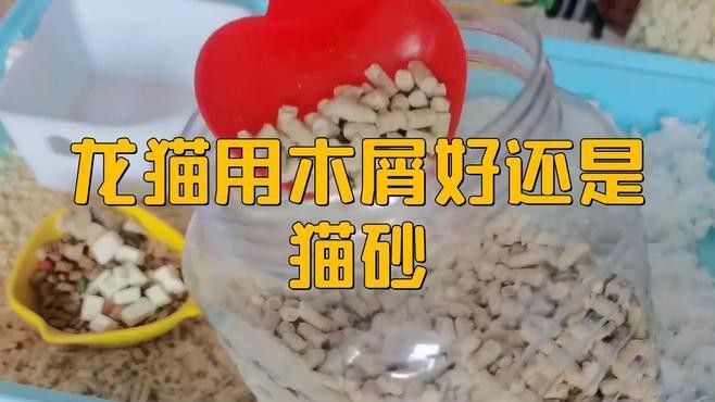 哪種材質的玩具最適合龍貓？