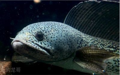 龍魚是黑魚嗎：龍魚與黑魚的區別
