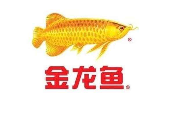 金龍魚圖片圖片（金龍魚圖片高清大圖）