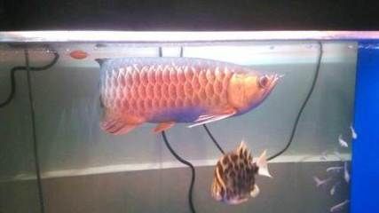 龍魚虎魚友群聯系方式（關于龍魚虎魚友群聯系方式）
