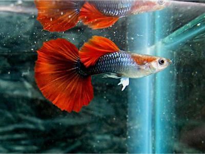 龍魚虎魚友群聯系方式（關于龍魚虎魚友群聯系方式）