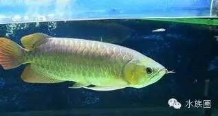 龍魚品相鑒別真假方法有哪些，龍魚品相鑒別中的常見誤區