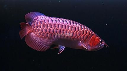 紅龍魚營養均衡食譜推薦：成年紅龍魚日常飲食管理