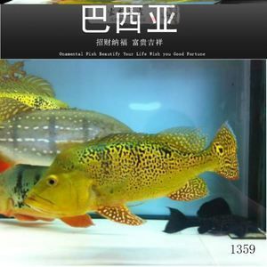 龍魚好吃嗎：龍魚不僅美味可口，還富含多種營養成分，