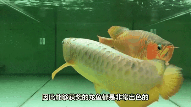 金龍魚動態(tài)壁紙有哪些高清版本？