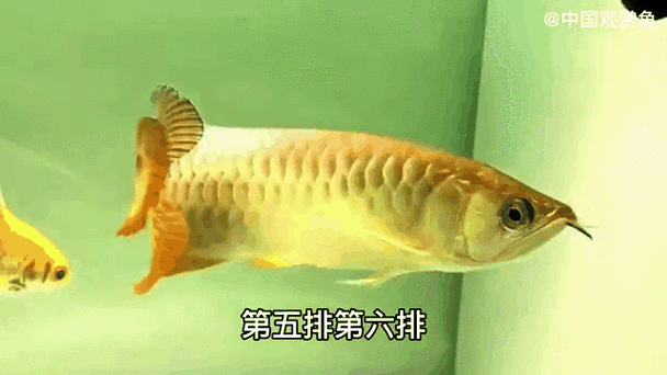 金龍魚動態(tài)壁紙有哪些高清版本？