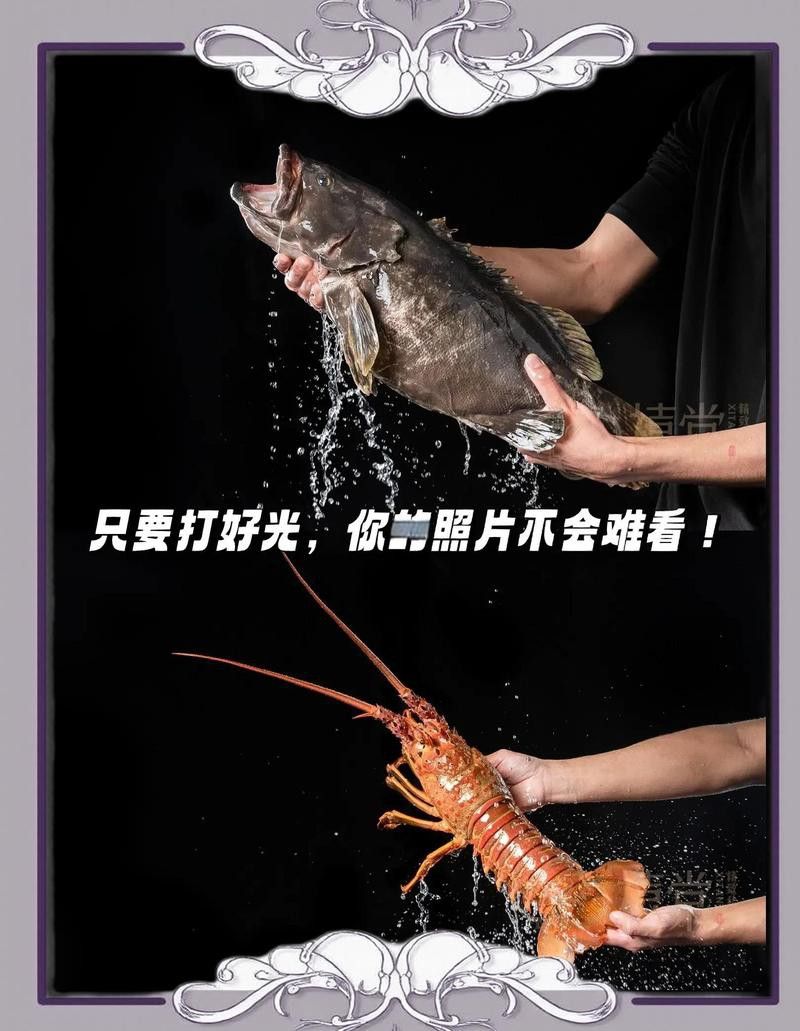 給我推薦一些大龍蝦生態攝影作品