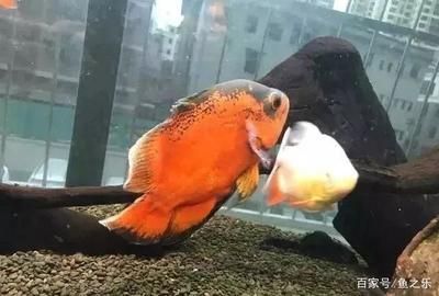 龍魚和七彩混養(yǎng)喂食難喂嗎為什么：龍魚和七彩魚混養(yǎng)喂食難喂嗎