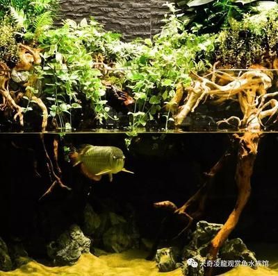 龍魚缸造景材料龍魚缸造景方法龍魚缸造景材料選擇：在選擇龍魚缸造景材料時