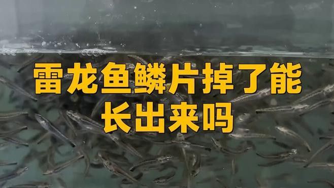 龍魚鱗片拔除后多久會重新長出來？