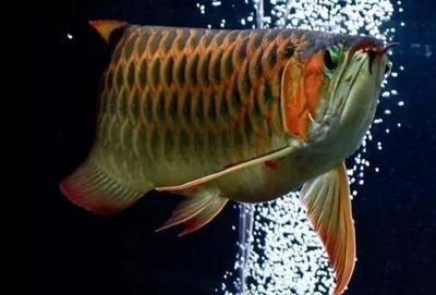 龍魚進貨渠道是什么意思（如何選擇龍魚進貨渠道）