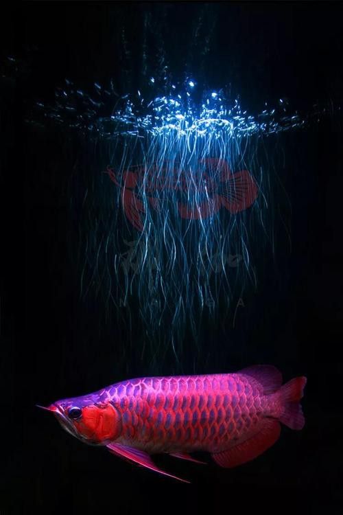 哪里可以找到高清龍魚壁紙