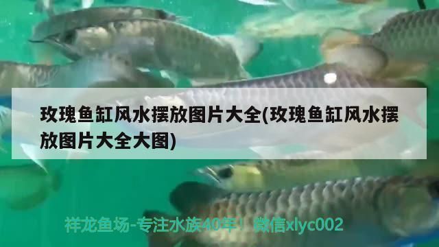 過背星點(diǎn)金龍魚，過背星點(diǎn)金龍魚市場價格走勢