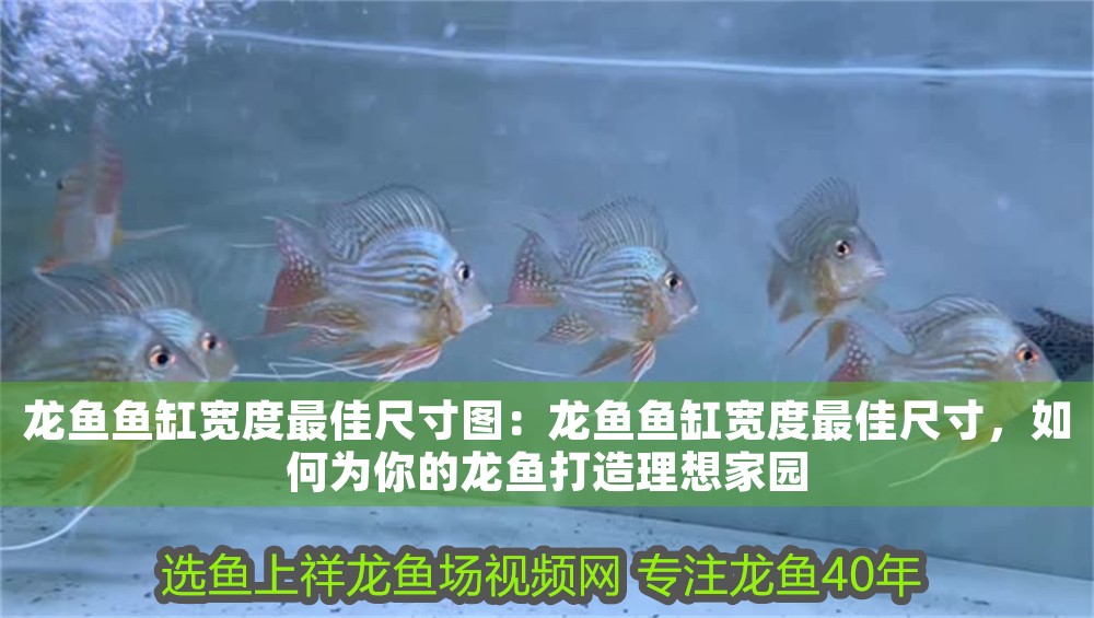 龍魚魚缸寬度最佳尺寸圖：龍魚魚缸寬度最佳尺寸，如何為你的龍魚打造理想家園