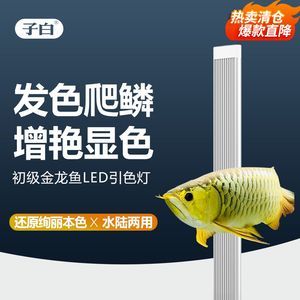 龍魚發色燈烤色燈：適合龍魚發色的燈類型及其特點