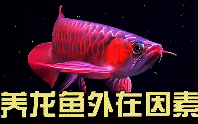 金龍魚能和紅龍魚混養(yǎng)嗎圖片視頻