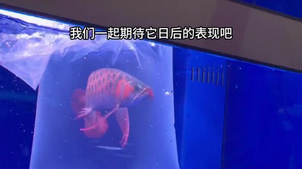 帝王紅雪蓮龍魚貴族