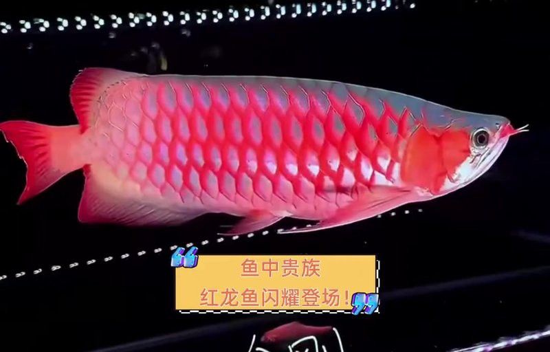 帝王紅雪蓮龍魚貴族