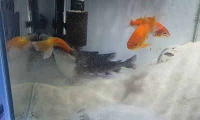 龍魚龍魚是龍嗎，龍魚是一種古老的淡水魚，與恐龍有何關(guān)聯(lián)，龍魚的飼養(yǎng)技巧有哪些