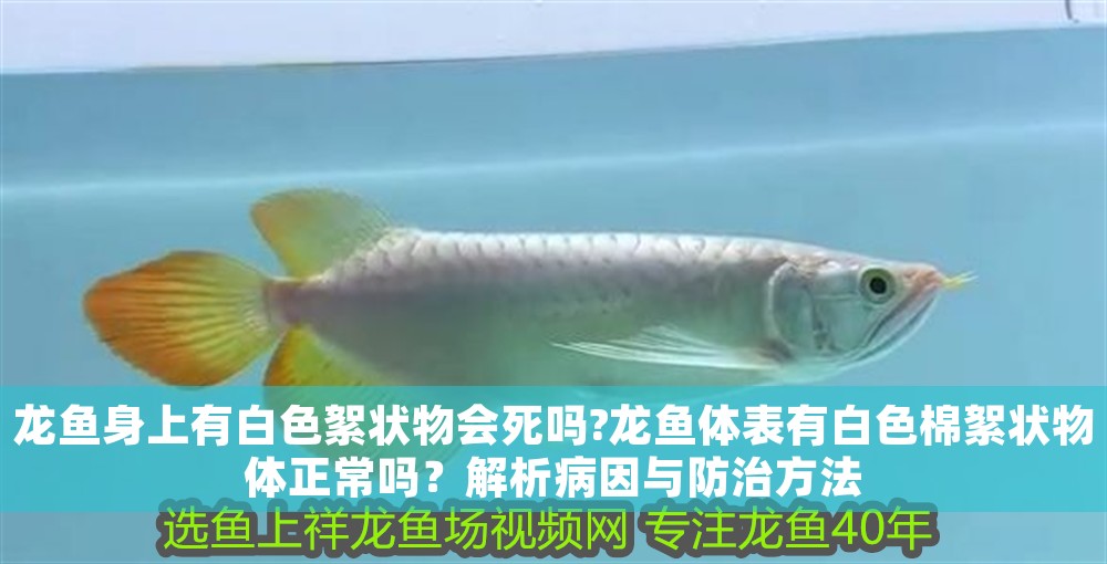 龍魚身上有白色絮狀物會死嗎?龍魚體表有白色棉絮狀物體正常嗎？解析病因與防治方法