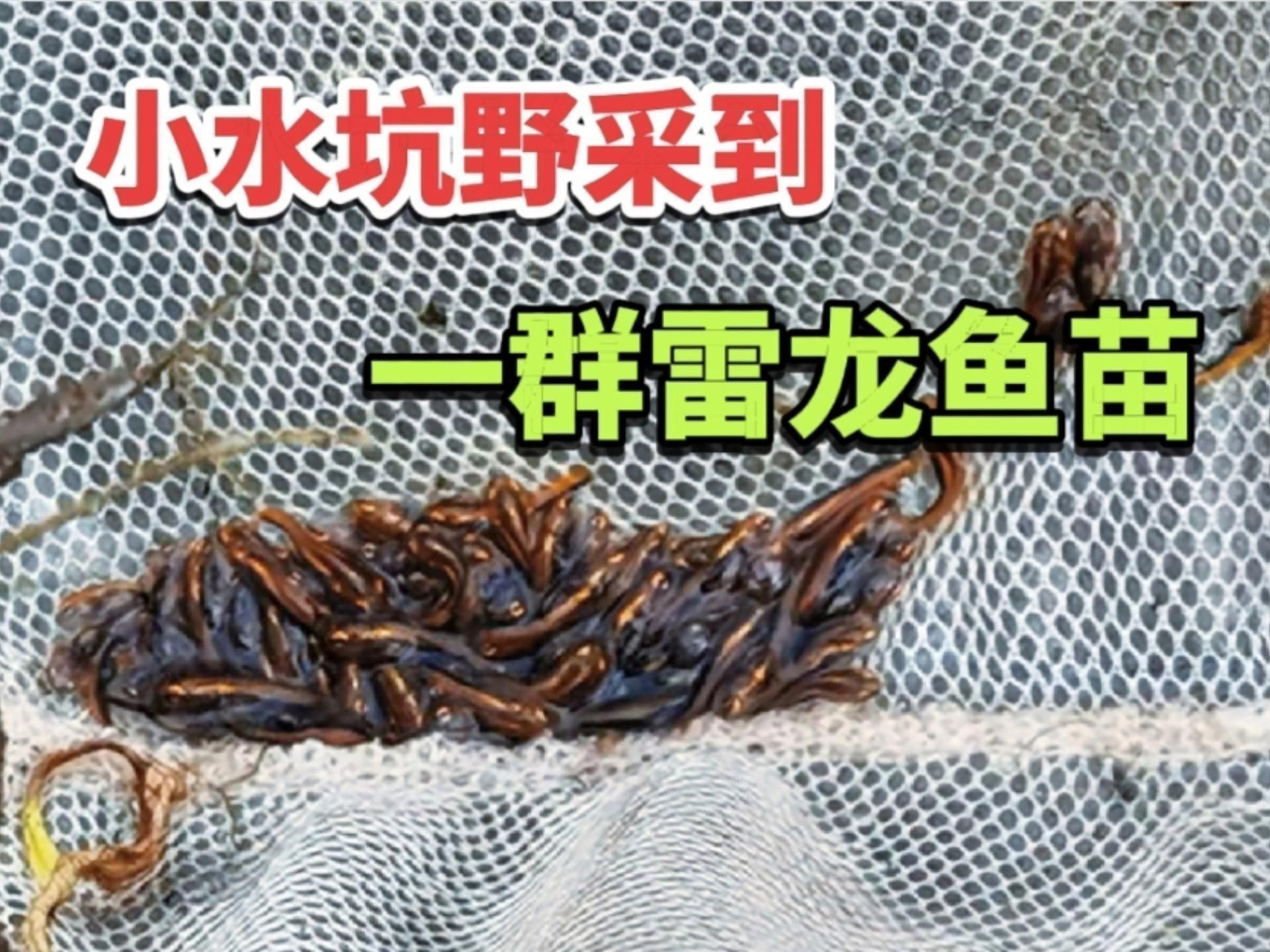 哪種雷龍魚最適合混養(yǎng)？